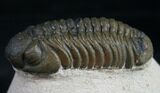 Bargain Phacops Trilobite From Morocco #9251-3